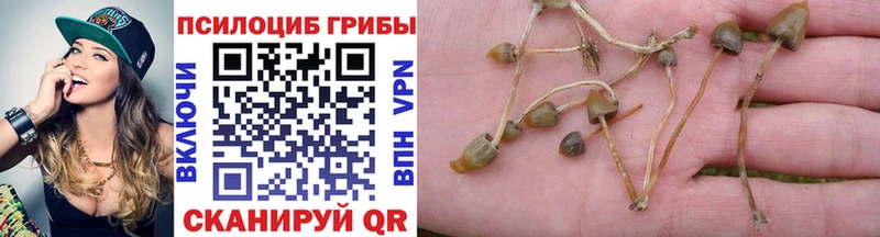 где купить наркоту  Куртамыш  кракен как войти  Галлюциногенные грибы Psilocybine cubensis 